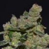 CBD Seeds - Diesel [Feminized] - 1 Seed (Multiple)