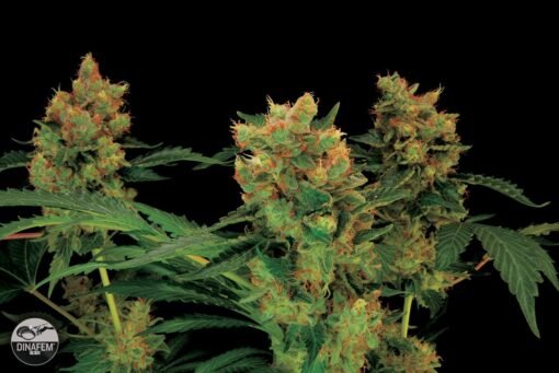 Dinafem - Blue Hash [Feminized]