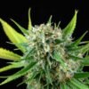 Dinafem - Royal Haze [Feminized] - 1 Seed (Multiple)