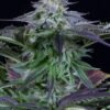 Dinafem - Dinamed Kush CBD [Fem Autoflower] - 3 Seeds