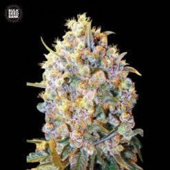 Bulk Seed Bank - Bigger Bud [Feminized]