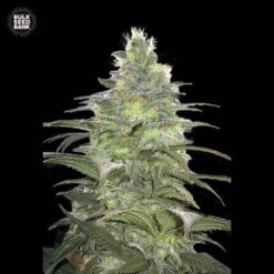 Bulk Seed Bank - Blueberry Berry [Feminized]