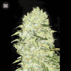 Bulk Seed Bank - Bubblegum Extra [Feminized]