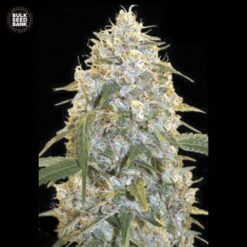 Bulk Seed Bank - Cocopopo [Feminized]