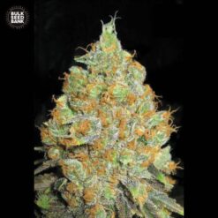 Bulk Seed Bank - Critical Mass [Feminized]