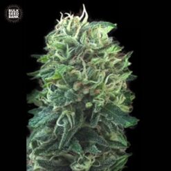 Bulk Seed Bank - Green Scout Cookies [Feminized]