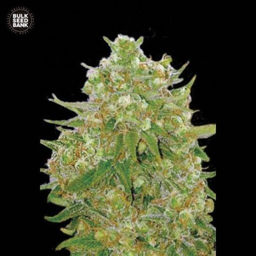 Bulk Seed Bank - Master Kush Grand [Feminized]