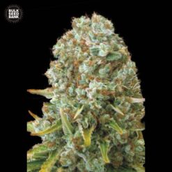 Bulk Seed Bank - Moby Big [Feminized]