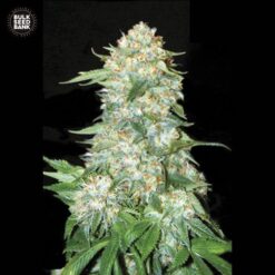 Bulk Seed Bank - OG Kush [Feminized]