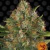 Barney's Farm - G13 Haze [Regular] - 10 Seeds