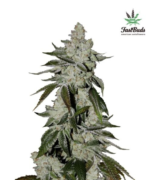 Fast Buds - Cookies (Formerly Girl Scout Cookies) [Fem Autoflower]