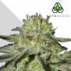kush doctor feminized 500x300