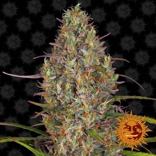 Barney's Farm - Glue Gelato [Fem Autoflower]