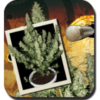 Magnum [Fem Autoflower] - 3 Seeds
