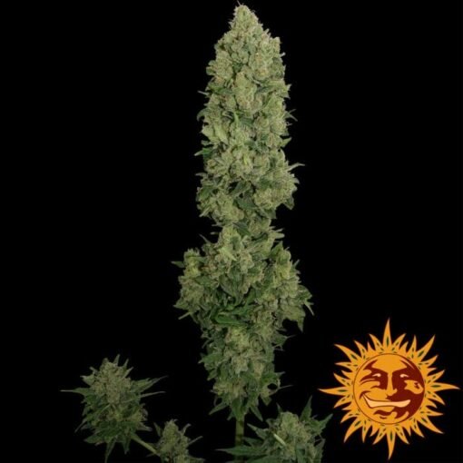 Barney's Farm - NYC Diesel [Fem Autoflower] - 5 Seeds