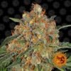 Barney's Farm - Orange Sherbert [Feminized]