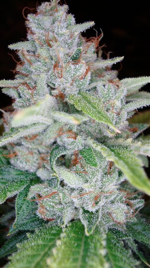 DNA Genetics - Skywalker Kush [Feminized]