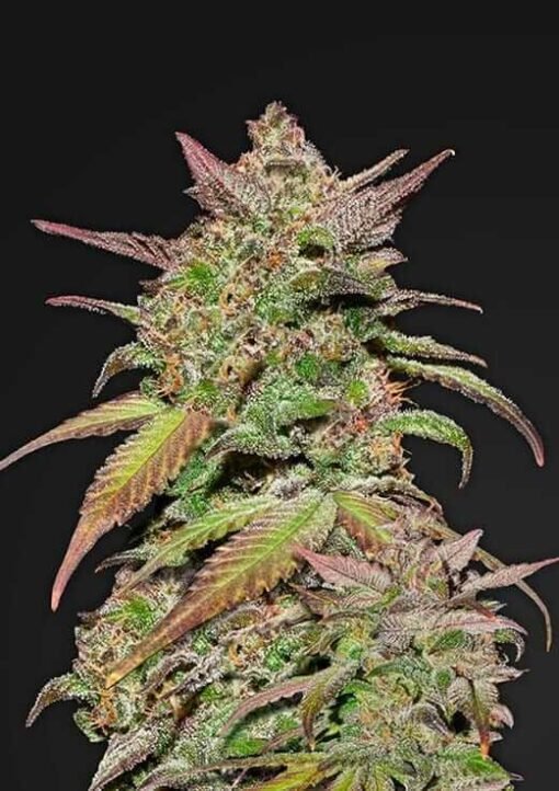 Fast Buds - Smoothie [Fem Autoflower]