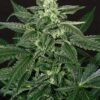 Exotic Seeds - Triple A (AAA) [Fem Autoflower] - 5 Seeds (Multiple)