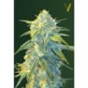 victory seeds northern light fem autoflower