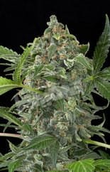 white cheese auto3341