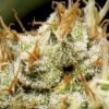 CBD Seeds - Yumboldt [Feminized] - 3 Seeds