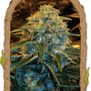 Exotic Seeds - Z & Z [Feminized] - 3 Seeds (Multiple)