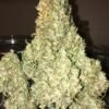 Exodus Cheese Auto Feminised5 Seeds e1564039668157