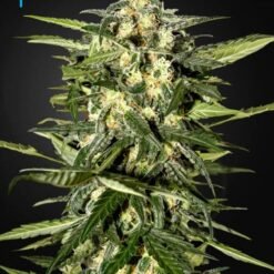 Green House Seed Co. - Jack Herer [Fem Autoflower]