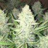 Northern Cheese Haze Auto Feminised e1564133579151