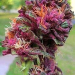 RQS - Purple Queen [Feminized]