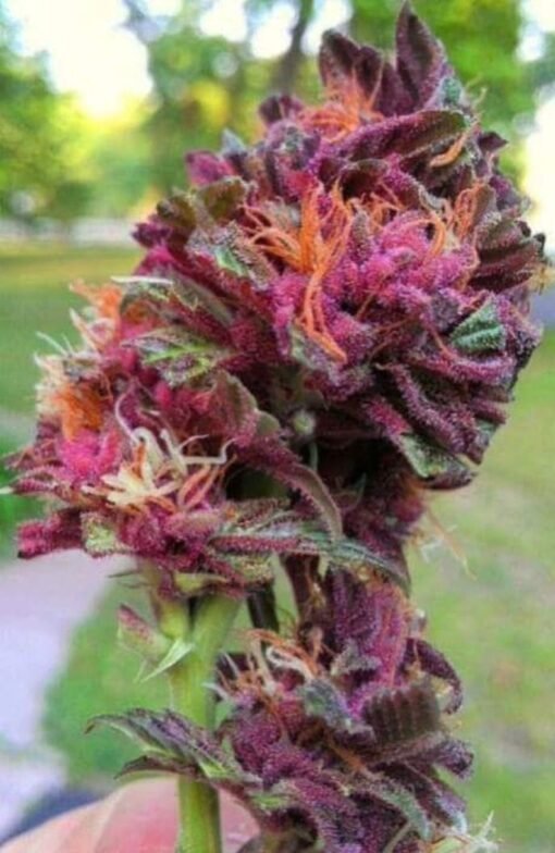 RQS - Purple Queen [Feminized]
