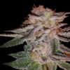 Strawberry Eclair Feminized e1564135623806