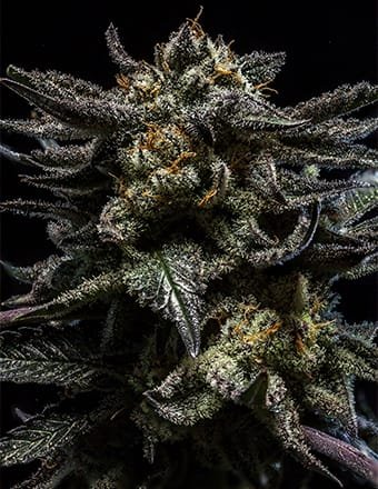 Zombie Kush Semillas