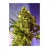 big devil 2 auto feminised seeds e1564044338922
