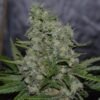 black zombie zombie virus black domina indica cannabis feminised e1564379389698