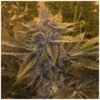 dawg brains regular seeds delta 9 labs