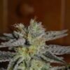double black g13 labs seeds