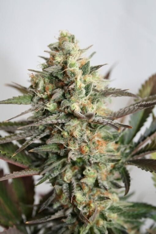 Dresden Green Diamond [Feminized]