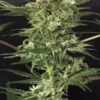 exotic seed devil kush regular