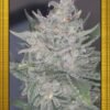 grape walker kush e1564041859956