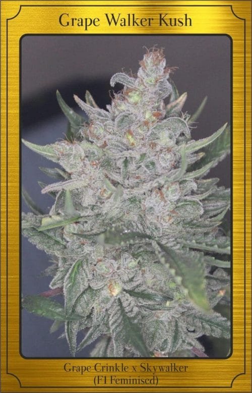 grape walker kush e1564041859956