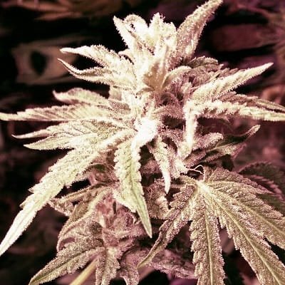 holy smoke seeds guava ghost train feminised seeds