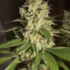 HSO - Raspberry [Feminized] - 3 Seeds