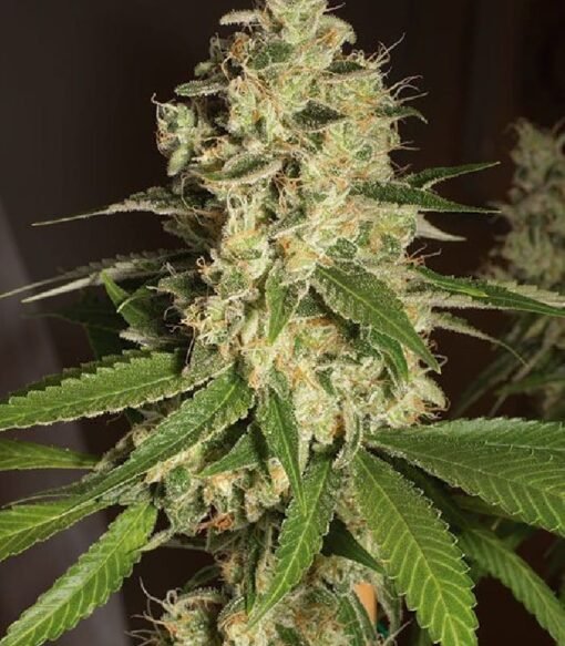 HSO - Raspberry [Feminized] - 3 Seeds