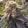 HSO - Lost Coast Hashplant [Feminized] - 5 Seeds