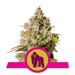 RQS - Royal Gorilla [Feminized]