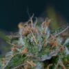 tga subcool seeds alchemy e1564043598929