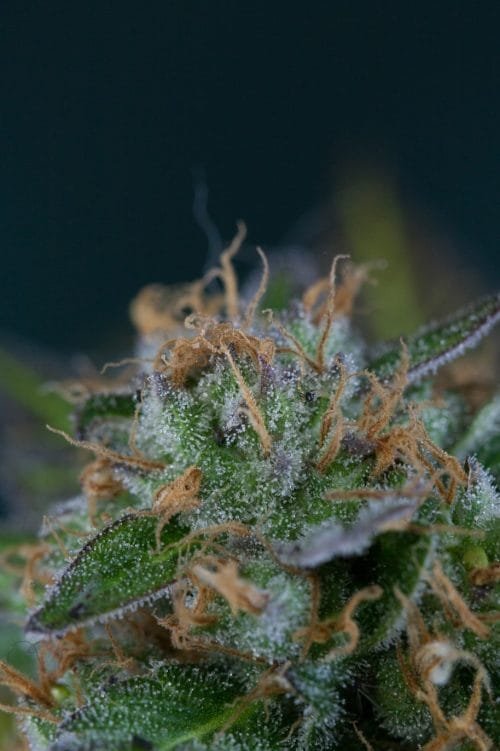 tga subcool seeds alchemy e1564043598929