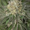 Amherst Sour Diesel Feminised Seeds